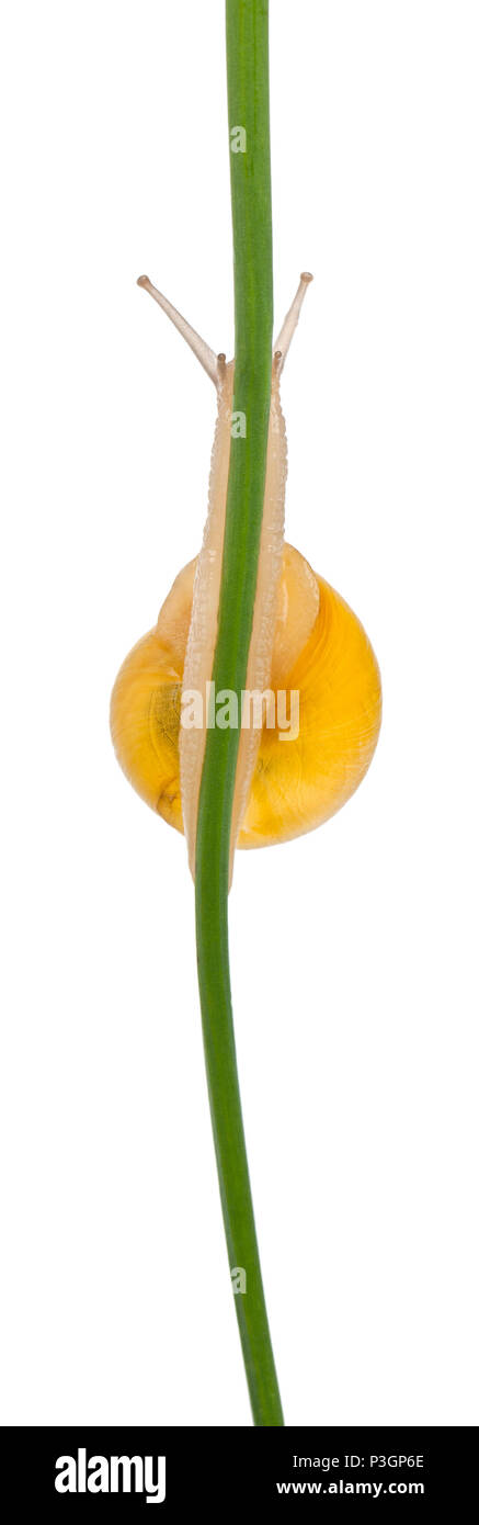 Grove Schnecke oder Braun-lippigen Schnecke, Cepaea nemoralis, ohne dunkle aufleimkanten vor weißem Hintergrund Stockfoto