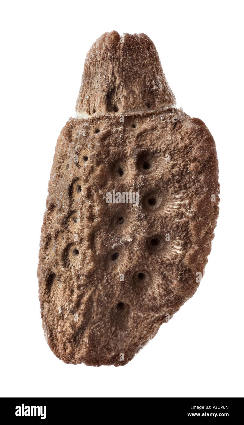 Ei von Phyllium giganteum, Stabheuschrecken, phasmatodea Stockfoto