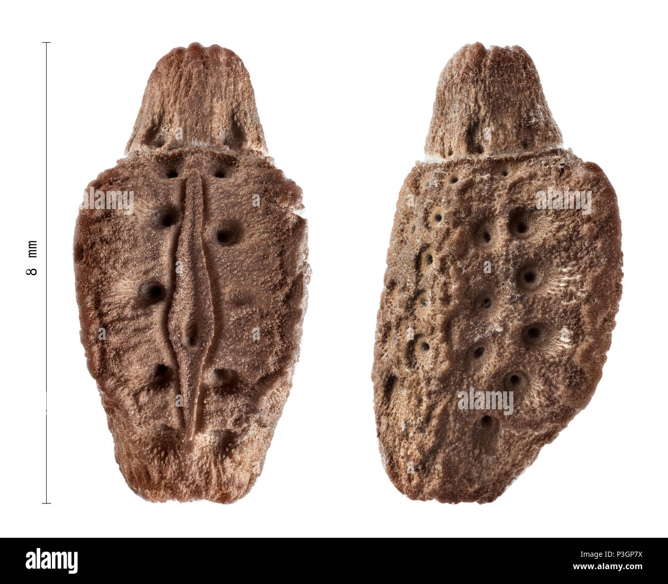 Ei von Phyllium giganteum mit Messungen, Stabheuschrecken, phasmatodea Stockfoto