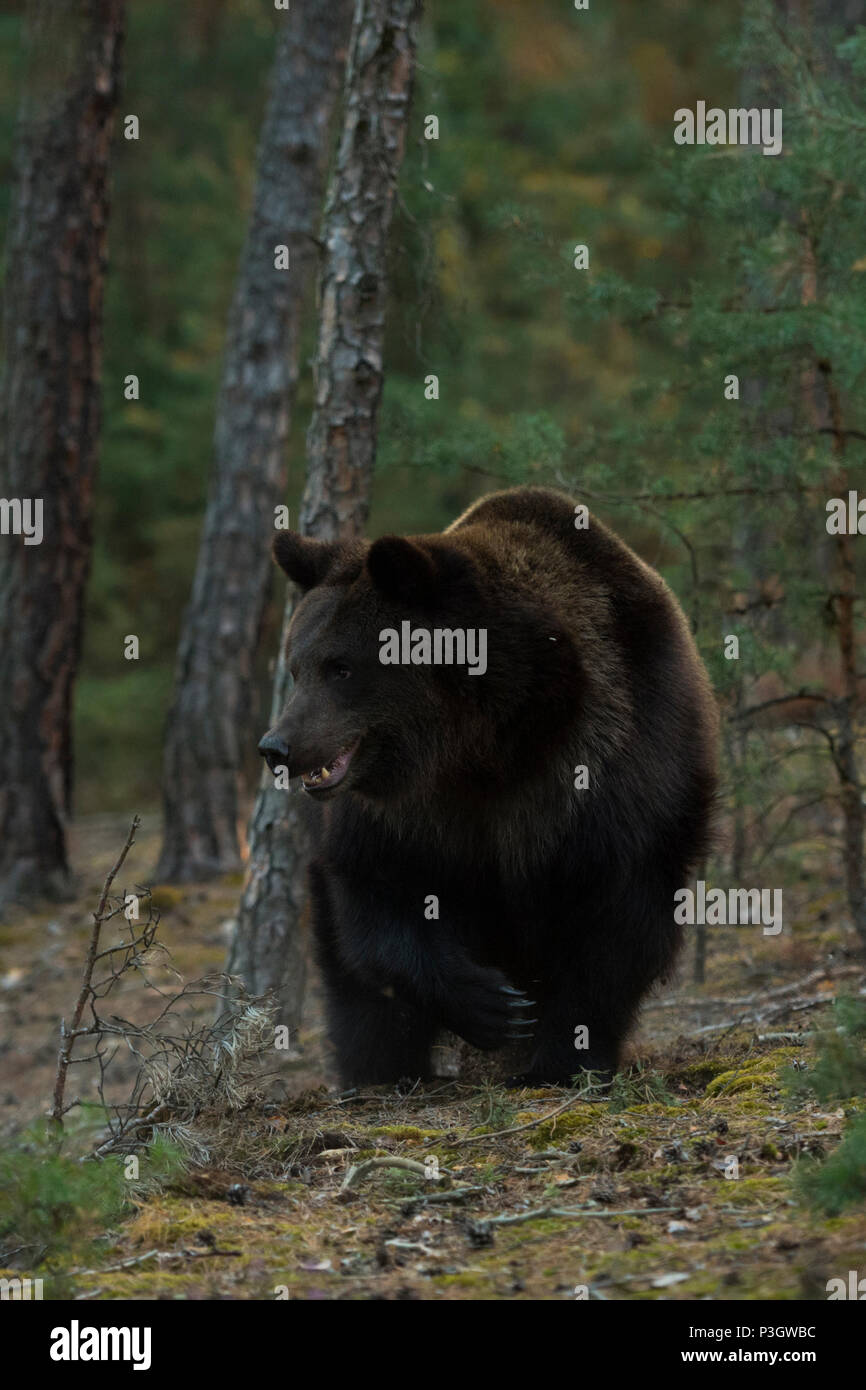Europäische/Braunbaer Braunbär (Ursus arctos), kräftig und mächtig nach, zu Fuß durch die boreale Wälder, in der Nähe der nächsten, ersten Morgenlicht, Europa. Stockfoto