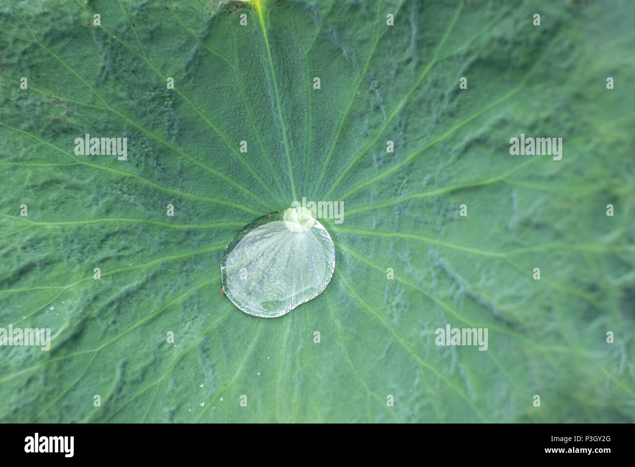 Nahaufnahme Wassertropfen auf Green Lotus Blatt Textur Hintergrund Stockfoto