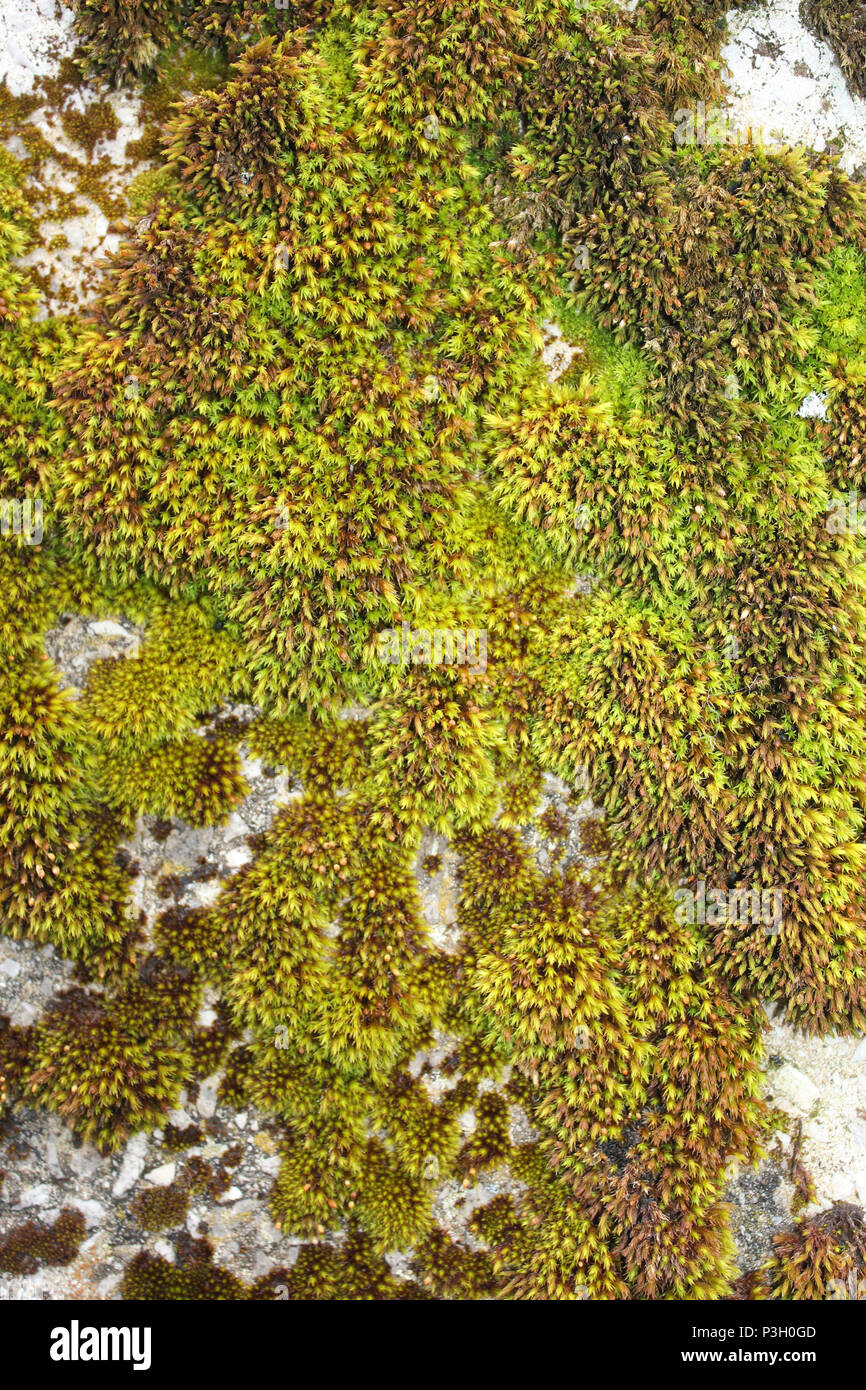Detail der Bemoosten Kissen auf einem fencepost Stockfoto