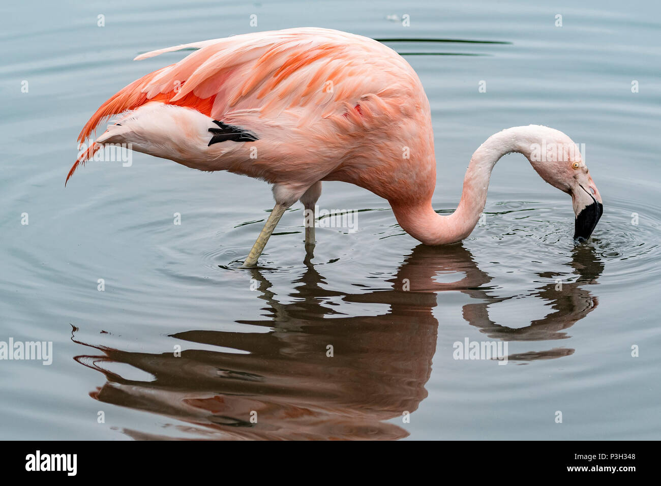 Flamingo. Vogel. Tier Stockfoto