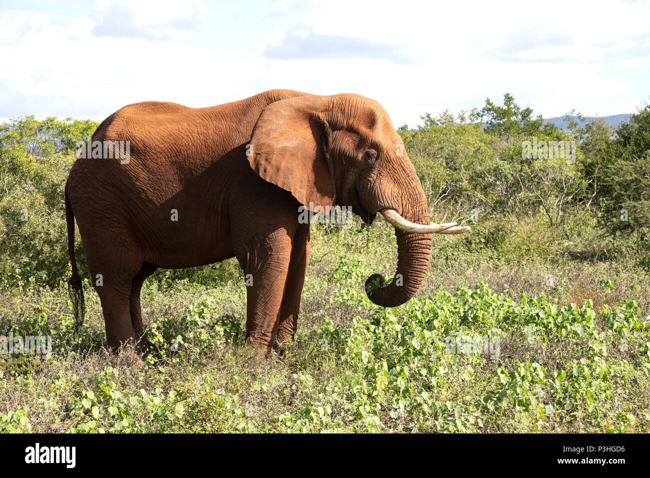 Einzelnen großen afrikanischen Elefanten Loxodonta africana mit großen Ohren und Stoßzähne in KwaZulu Natal, Südafrika Stockfoto