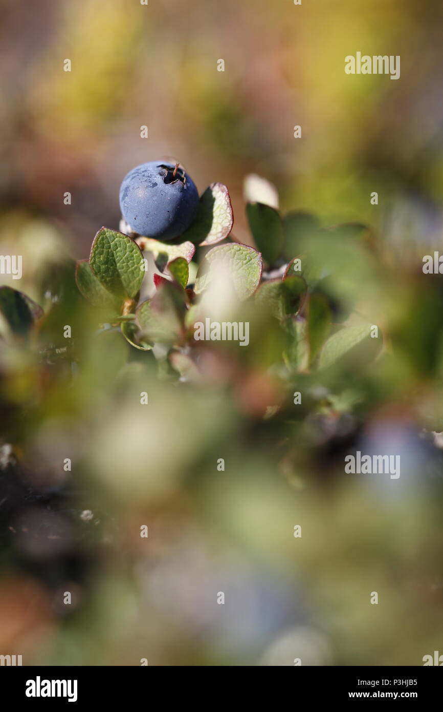 Nahaufnahme einer MoorHeidelbeere oder Heidelbeere, Vaccinium uliginosum, im Sommer auf der Tundra nahe Arviat Nunavut Stockfoto