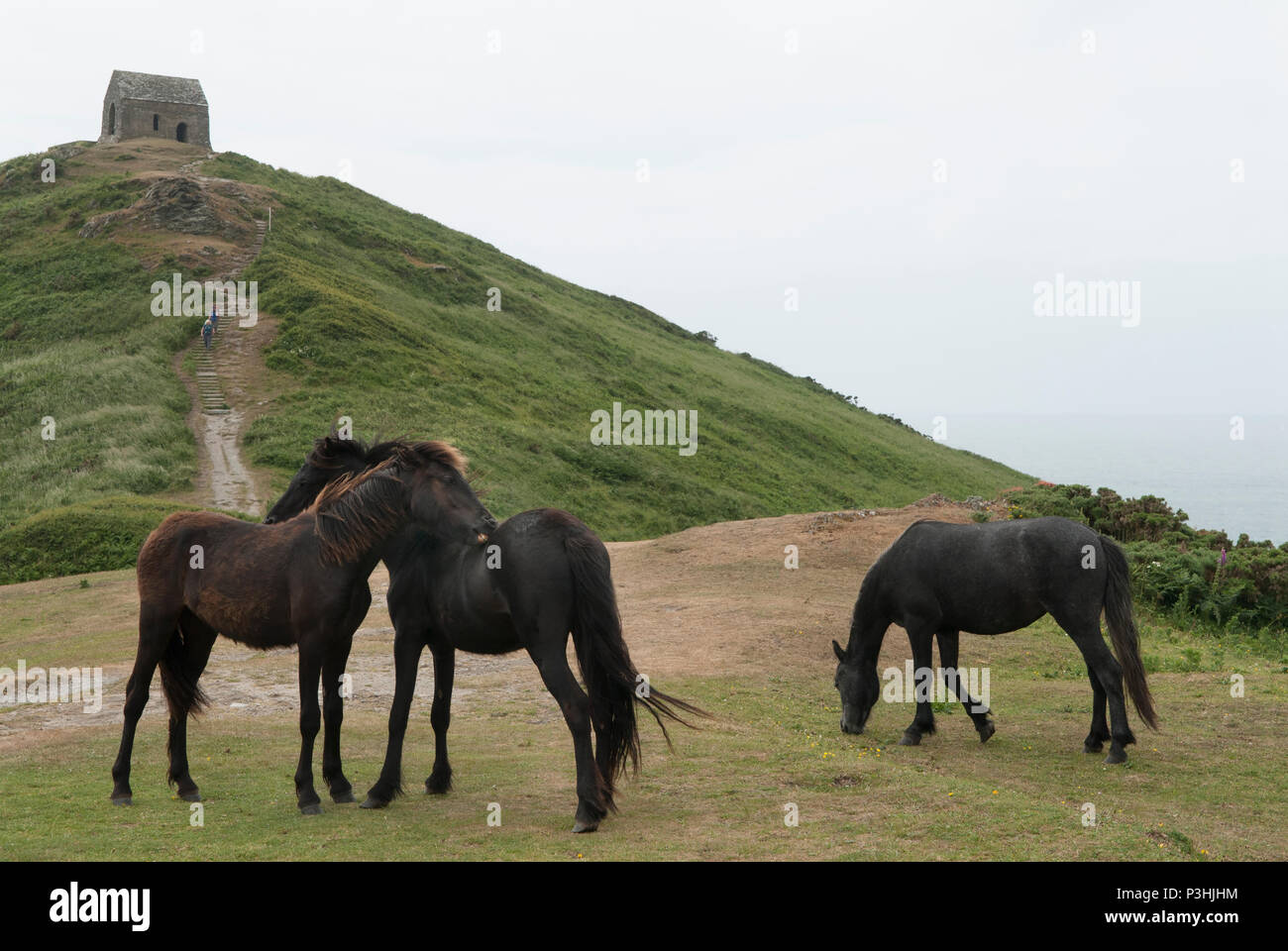 Rame Head Landspitze, wilden Dartmoor Ponys durch den National Trust freigegeben zum Grasen Gebiet von außergewöhnlicher natürlicher Schönheit. Südwesten Cornwall. De 2010 s HOMER SYKES. Stockfoto