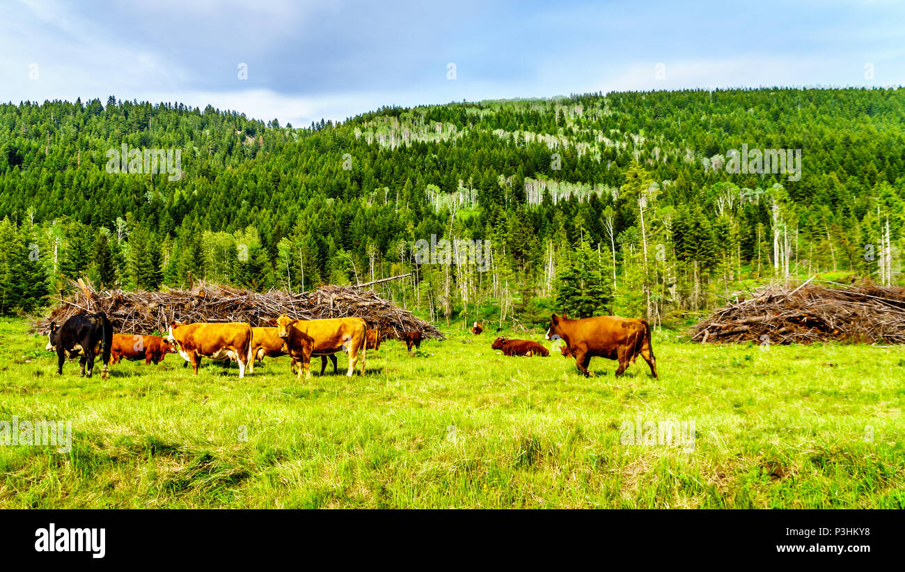 Rinder grasen in alpine Wiesen entlang Heffley-Louis Creek Road zwischen Whitecroft und Barierre in der Shuswap Hochland von British Columbia, Kanada Stockfoto