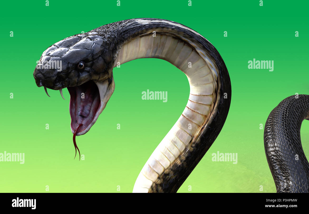 King Cobra Black Snake Die weltweit längste Giftschlange isoliert auf grünem Hintergrund. Stockfoto