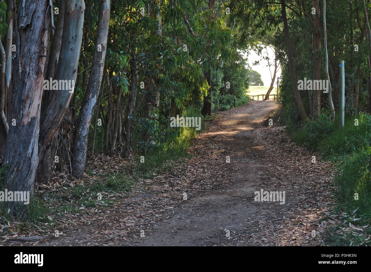 Wanderweg Sao Lourenco Trail im Ludo-Quinta do Lago. Algarve, Portugal Stockfoto