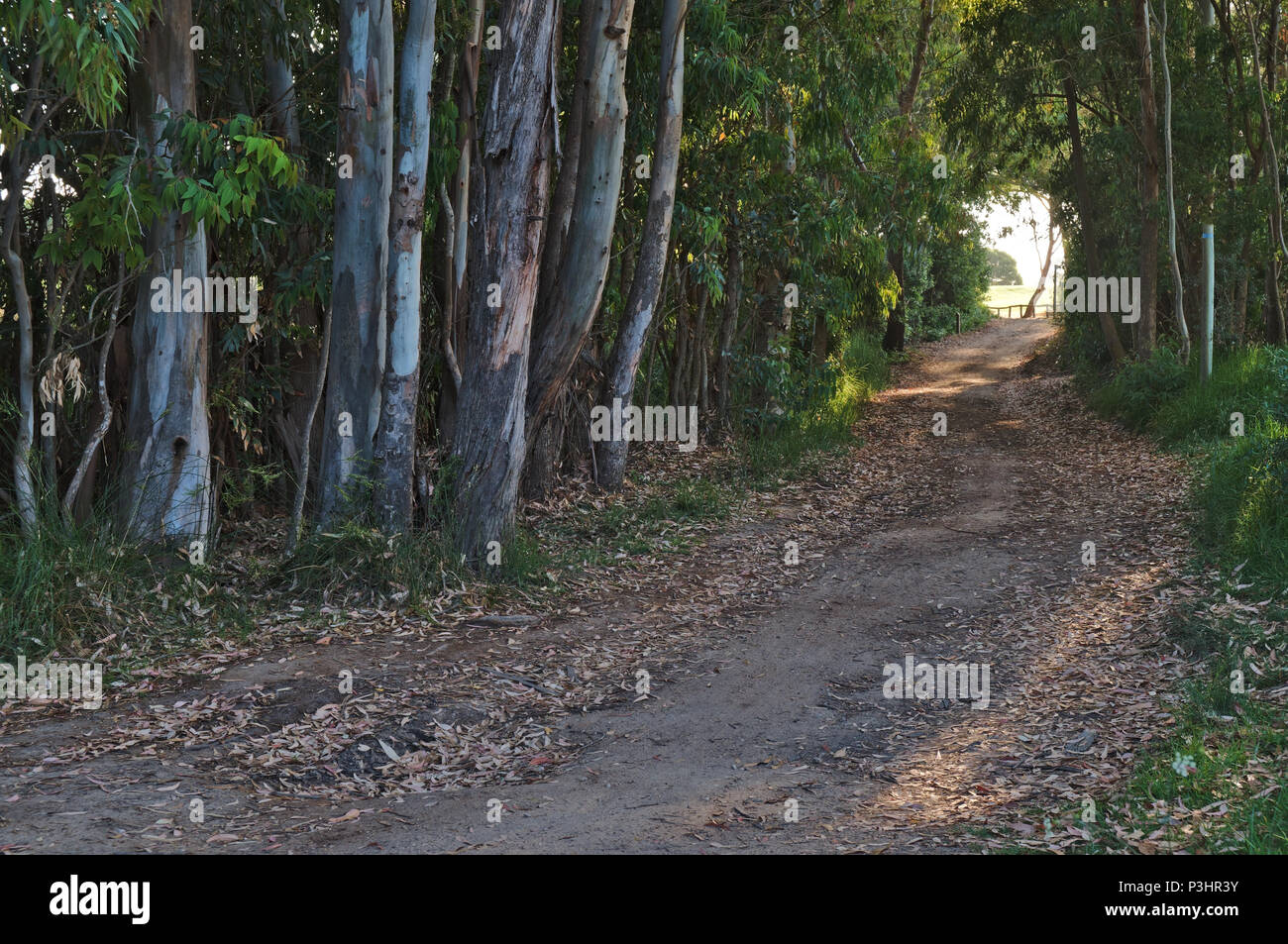 Wanderweg Sao Lourenco Trail im Ludo-Quinta do Lago. Algarve, Portugal Stockfoto
