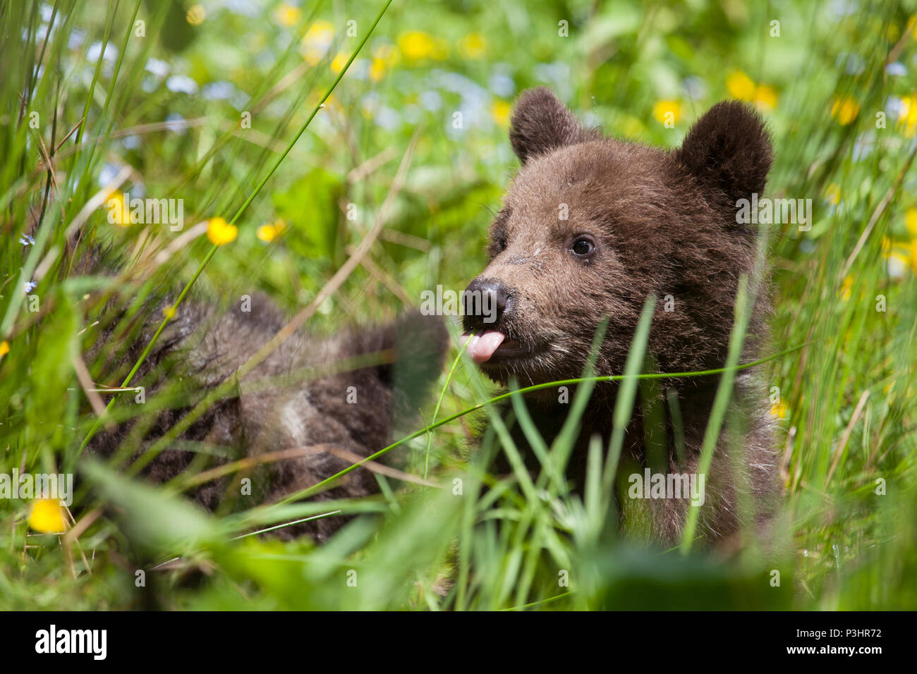 Baby Bär in Blume Bereich Holding mit herausgestreckter Zunge am sonnigen Tag im hohen Gras Stockfoto