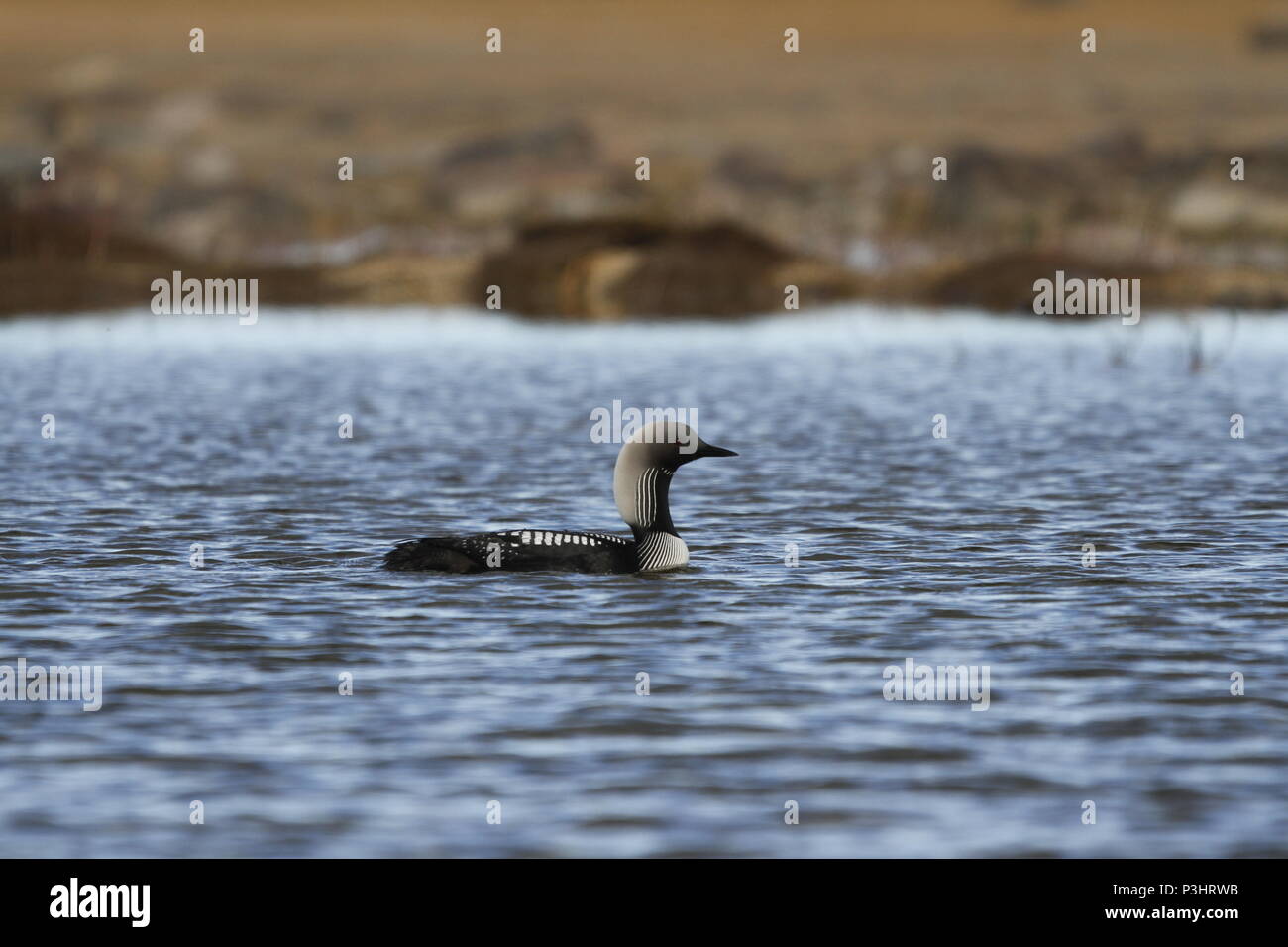 Pacific Loon (Taucher), Gavia Pacifica, schwimmen im Wasser in der Arktis, in der Nähe von arviat Nunavut Stockfoto