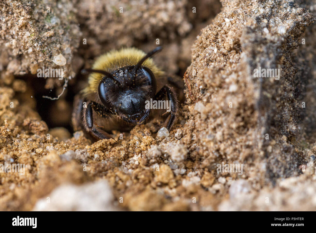 UK Wildlife: Schokolade Bergbau Biene (Andrena scotica) am Eingang zu einem sandigen Tunnel Nest Stockfoto