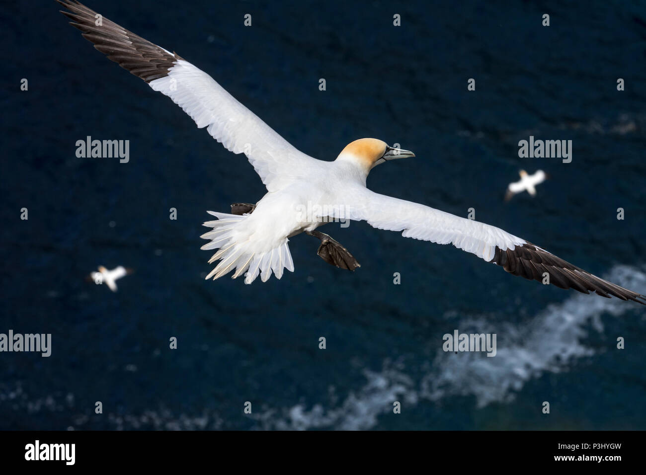 Basstölpel (Morus bassanus) im Flug soaring über Wasser des Atlantischen Ozeans Stockfoto