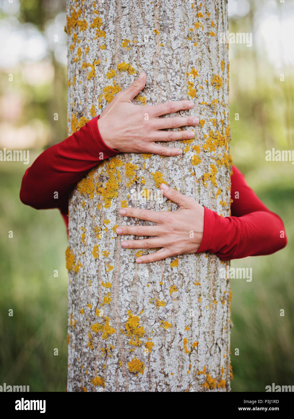 Hände von Frau umarmt einen Baum Stockfoto