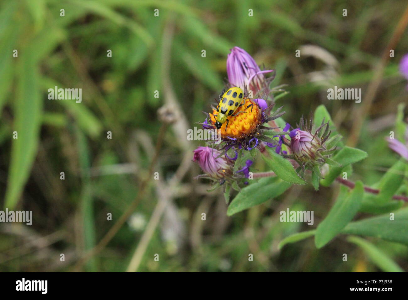 Diese sind einige der Blumen, Insekten, und die Tierwelt in Upstate NY gefunden Stockfoto