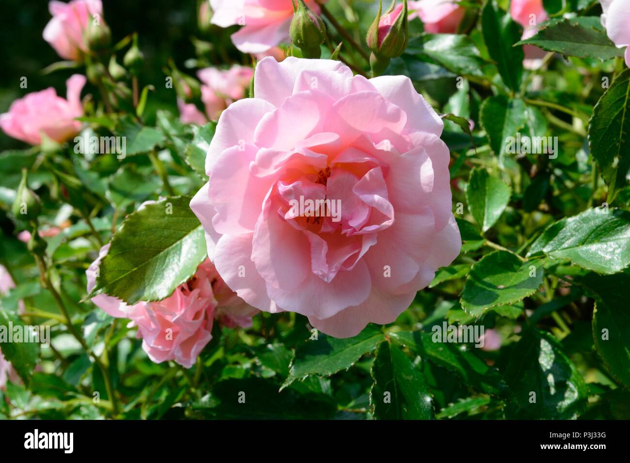 Rosa glücklichen Ruhestand zarten Rosa süß duftenden tantoras Rose Stockfoto