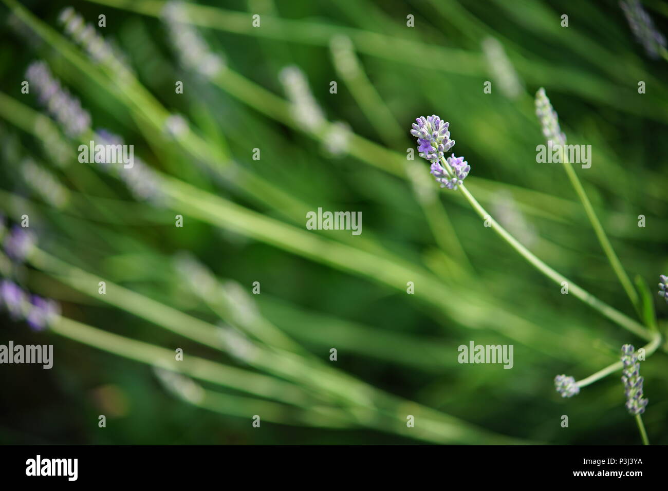 Dieses kleine Lavendel Blume Stand up stolz zeigt seine individuelle Persönlichkeit Stockfoto