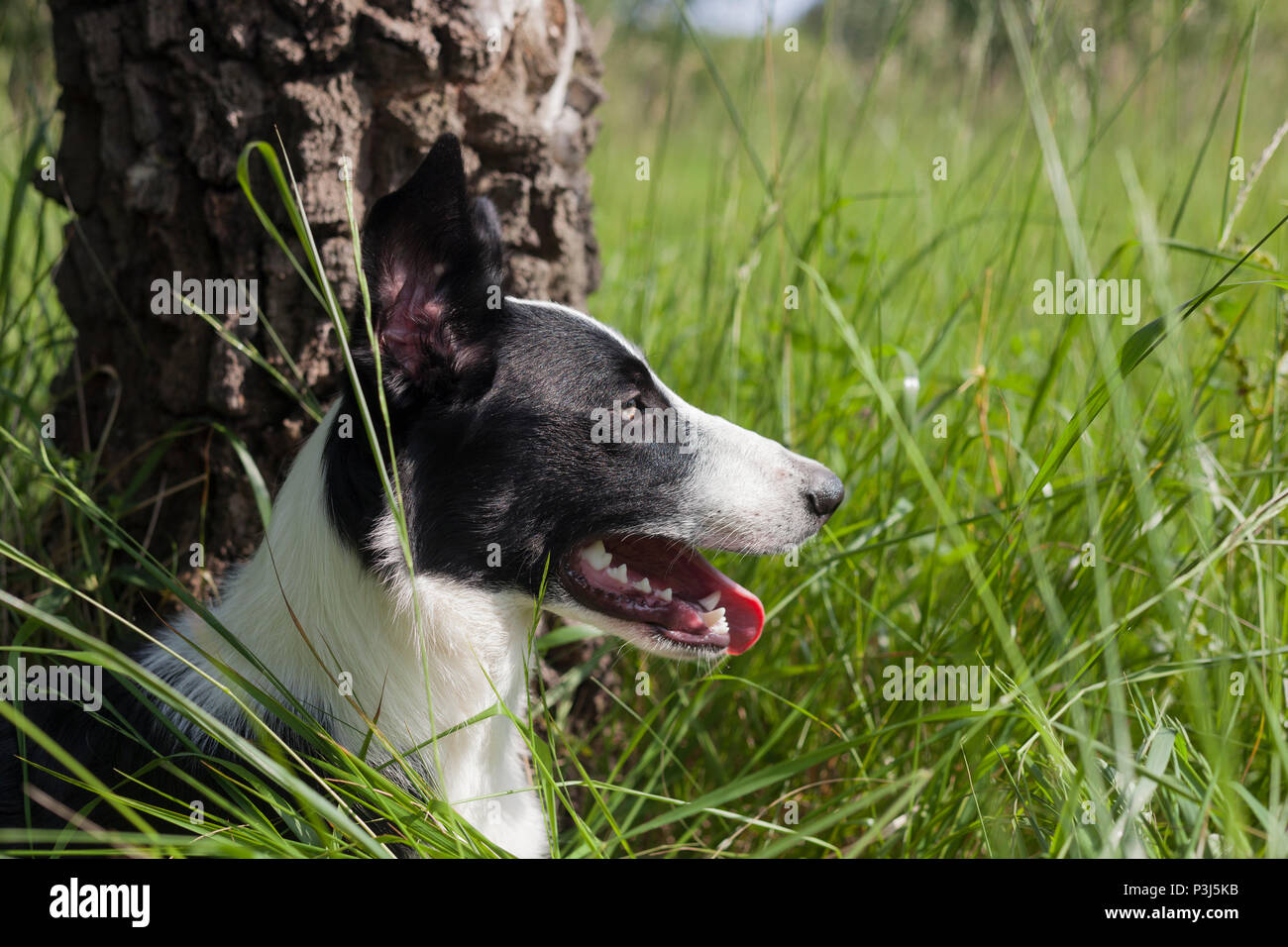 Border-Collie-Porträt. Der Hund liegt in langem, grünem Gras Stockfoto