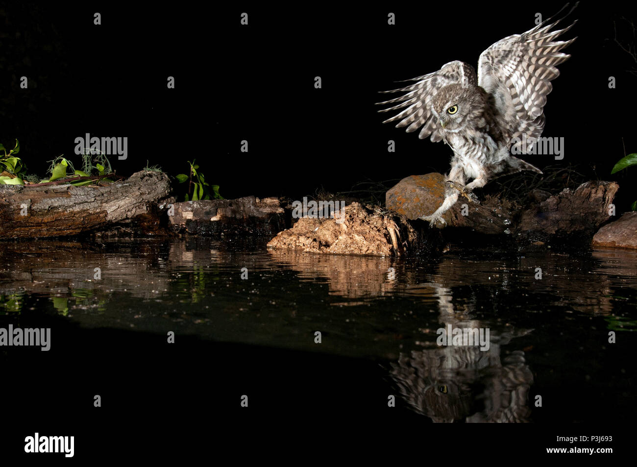 Athene noctua Eule kleine Eule, thront auf einem Felsen in der Nacht, im Flug, mit dem Spiegelbild im Wasser Stockfoto