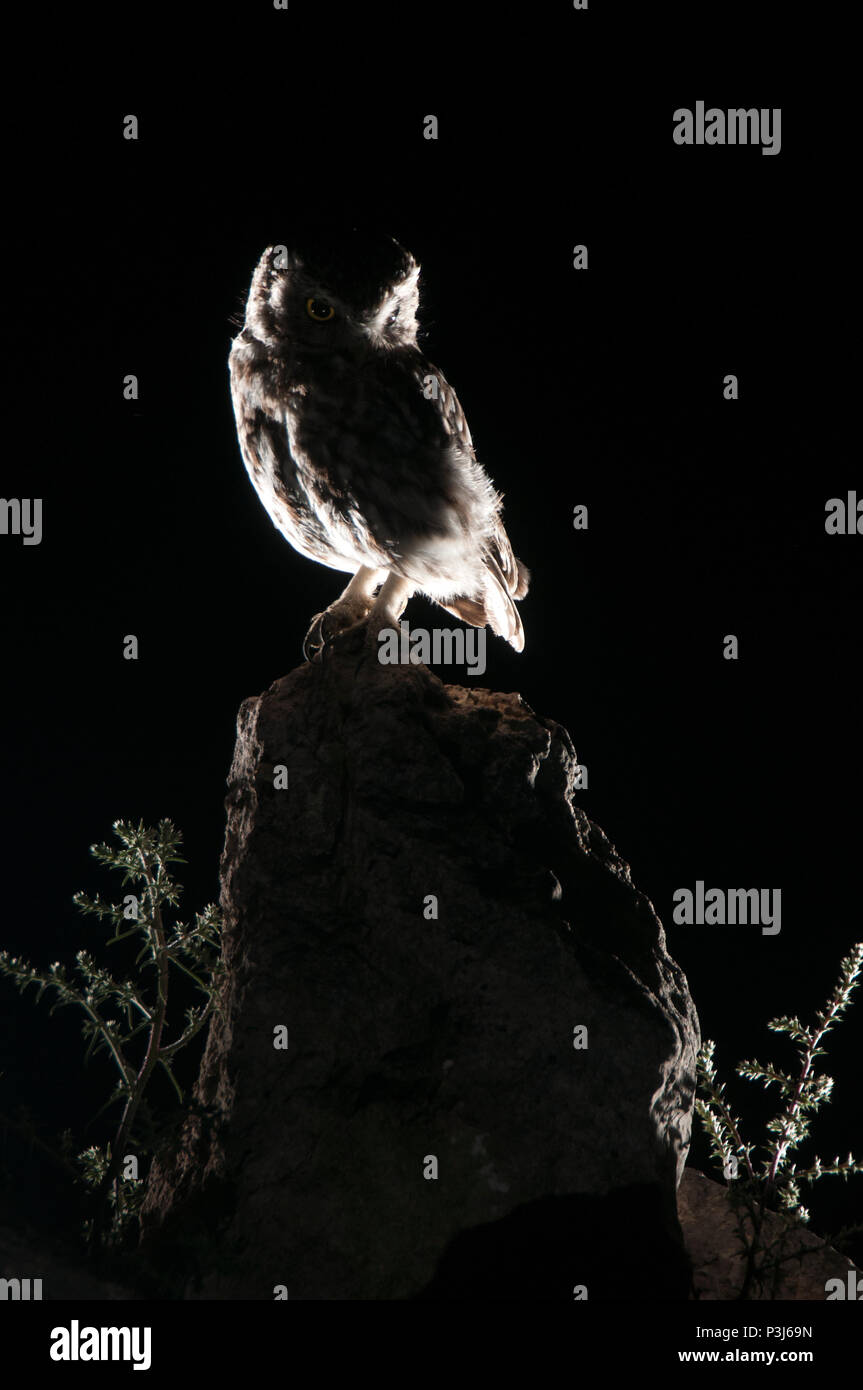 Athene noctua Eule, nachts auf einem Felsen thront, kleine Eule Stockfoto