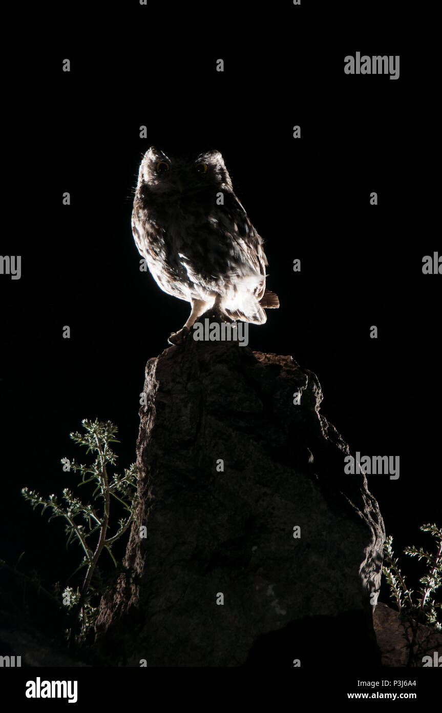 Athene noctua Eule, nachts auf einem Felsen thront, kleine Eule Stockfoto