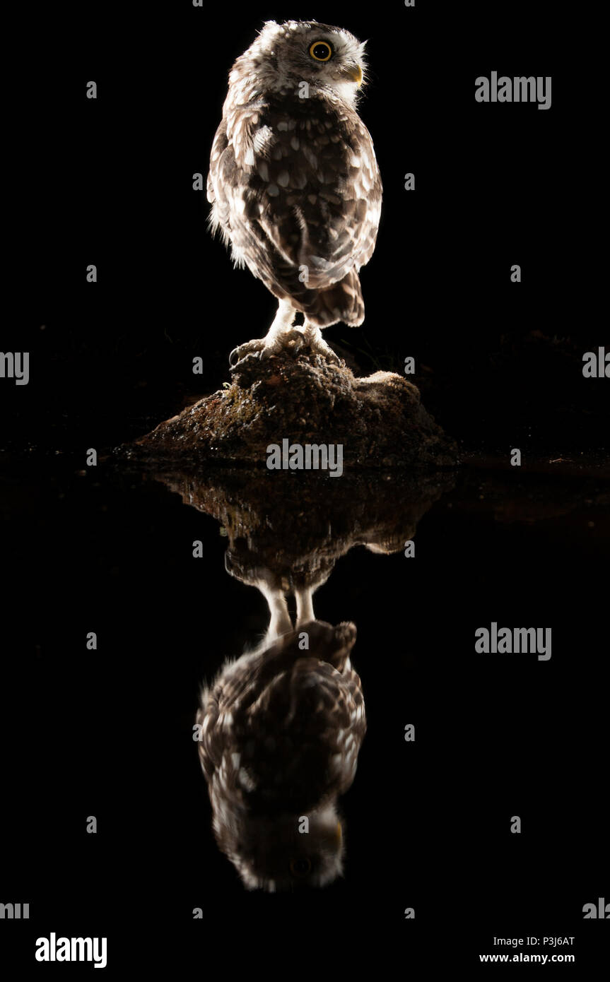 Athene noctua Eule, nachts auf einem Felsen thront, mit dem Spiegelbild im Wasser, kleine Eule Stockfoto