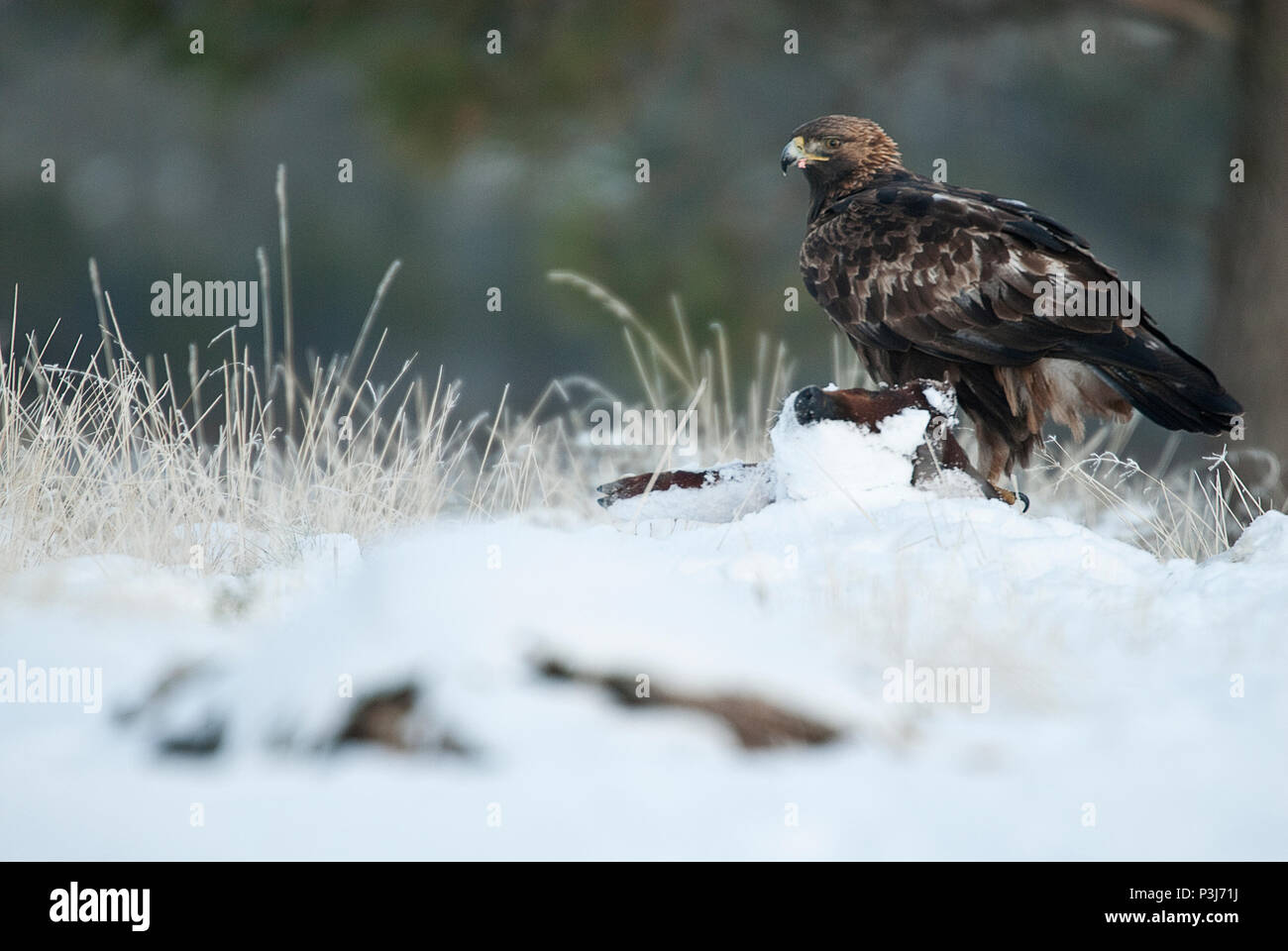 Golden Eagle (Aquila Chrysaetos), im Schnee essen Carola aus einem kleinen Stockfoto