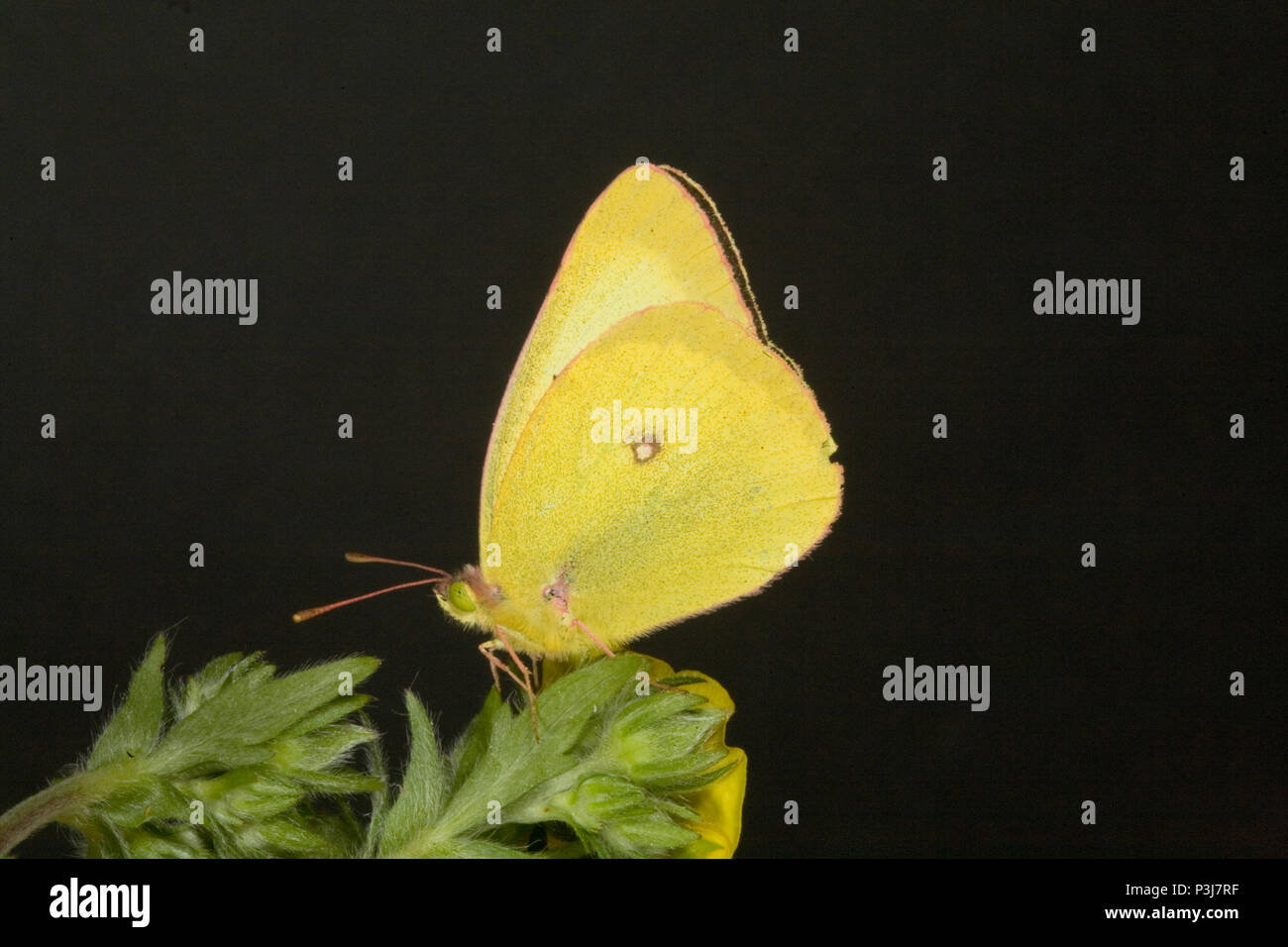 Porträt eines westlichen Schwefel Schmetterling, Colias occidentalis, Vorbereitung Nektar aus einer Wildflower in der metolius Becken in Oregon Cascade zu trinken Stockfoto