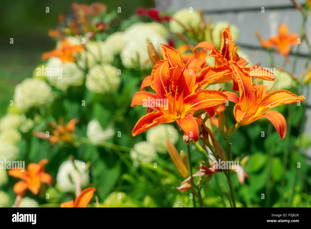 Annabelle Hortensie und orange Taglilien in auf altmodische Sommergarten. Stockfoto