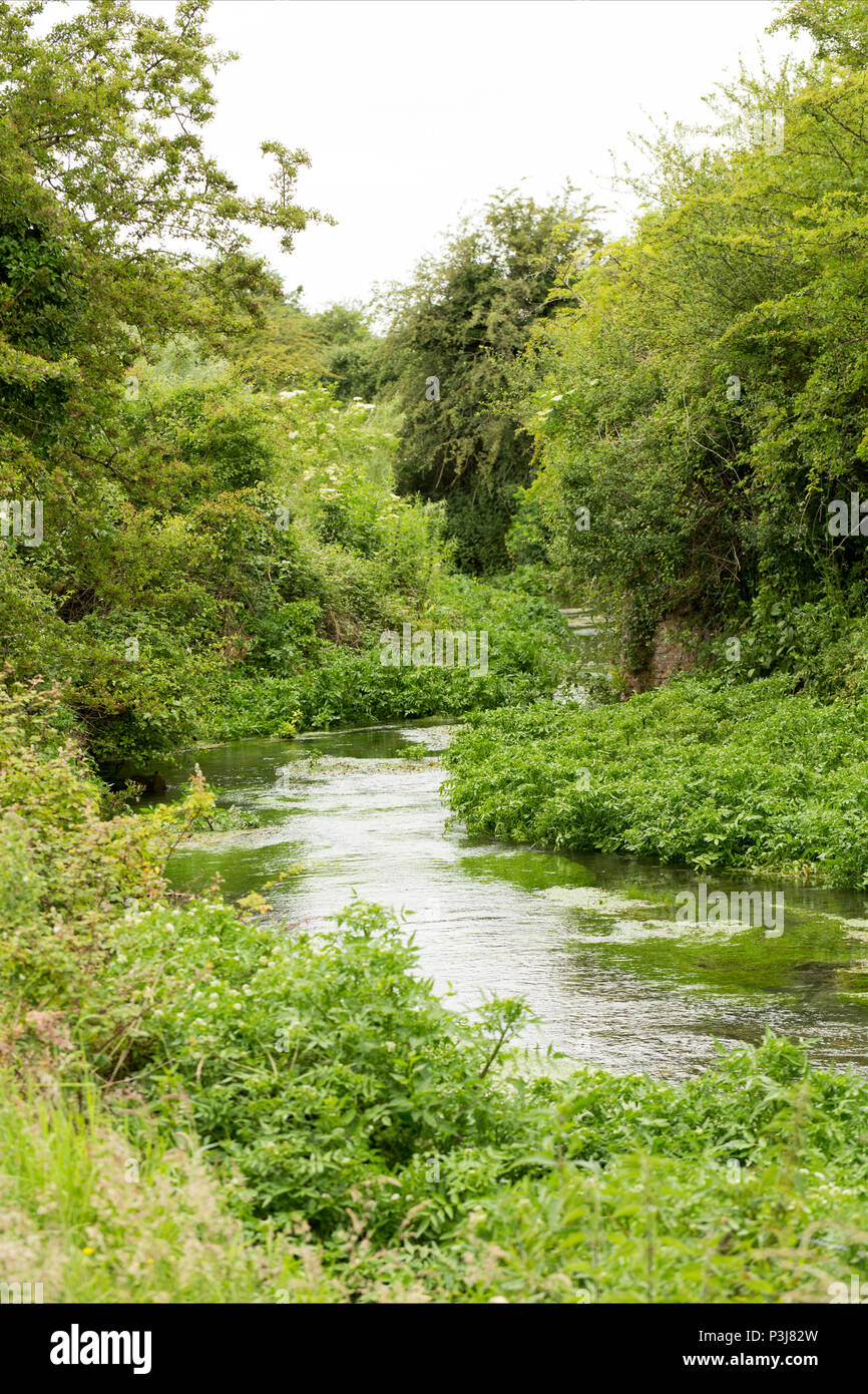 Shreen chalkstream Wasser unterhalb der kleinen Stadt nur in Wiltshire UK. Shreen Wasser ist ein Nebenfluss des Flusses Stour Dorset und es verbindet die Dorset S Stockfoto