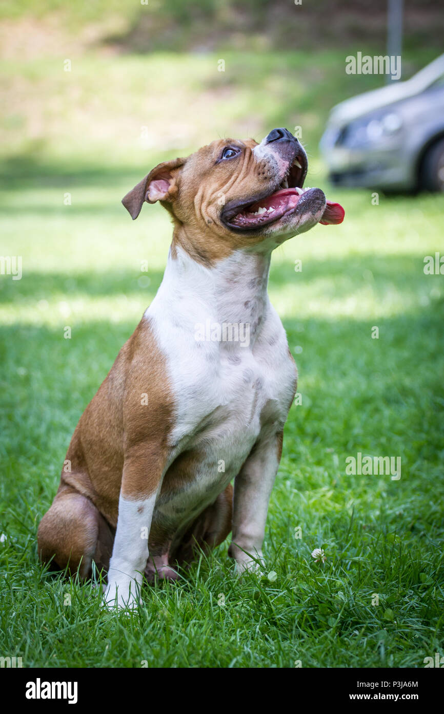 Leavitt Bulldog - 5 Monate alten männlichen Welpen sitzen auf einer Wiese Stockfoto