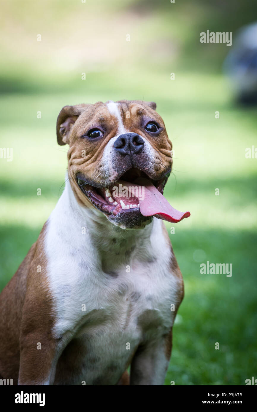 Leavitt Bulldog - 5 Monate alten männlichen Welpen sitzen auf einer Wiese Stockfoto