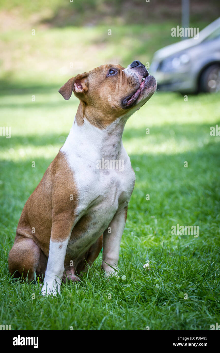 Leavitt Bulldog - 5 Monate alten männlichen Welpen sitzen auf einer Wiese Stockfoto