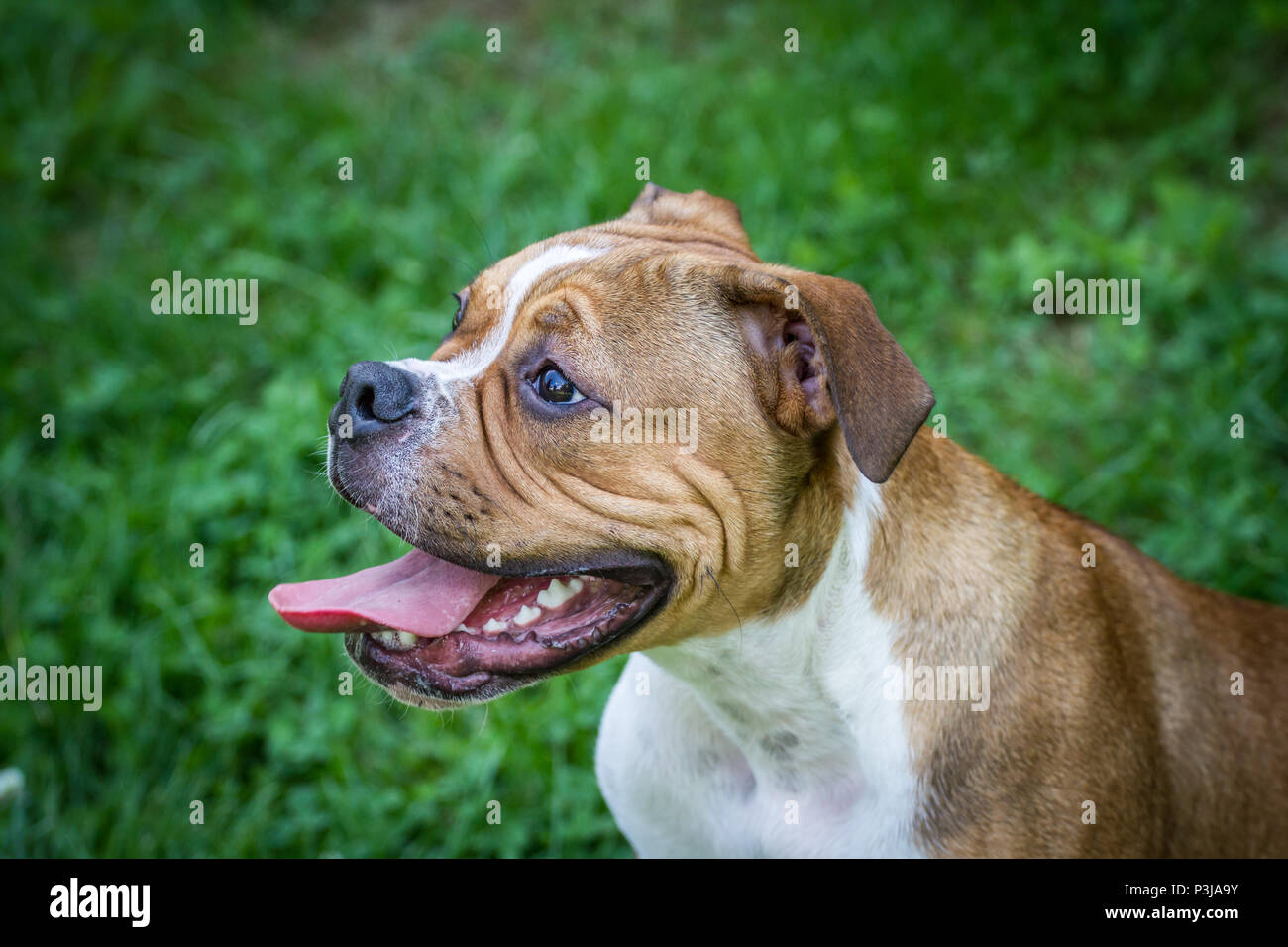 Leavitt Bulldog - 5 Monate alten männlichen Welpen sitzen auf einer Wiese Stockfoto