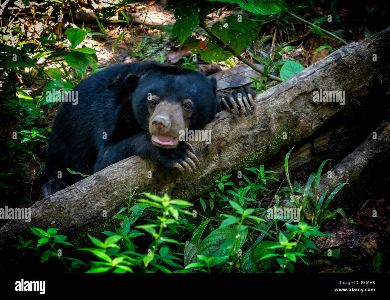 Ein Sun Bear (Helarctos malayanus) ruht auf einem Baumstamm im Regenwald am Bornesischen Sun Bear Conservation Centre in Sepilok, Sandakan, Borneo, Malaysia Stockfoto