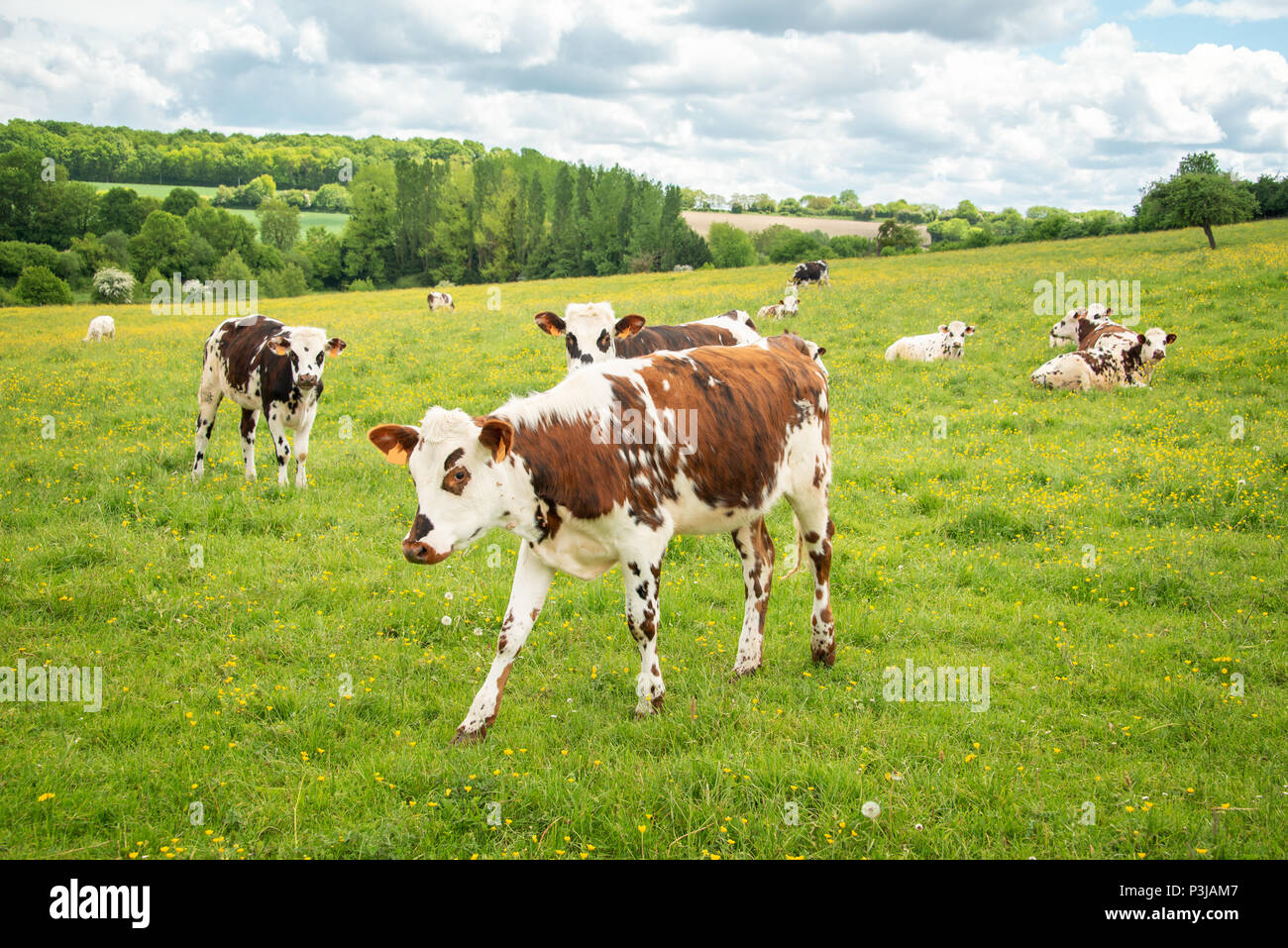 Stirn und weiße Kühe grasen auf Grasbewachsenen grünes Feld in Perche, Frankreich. Sommer Landschaft Landschaft und Weide für Rinder Stockfoto