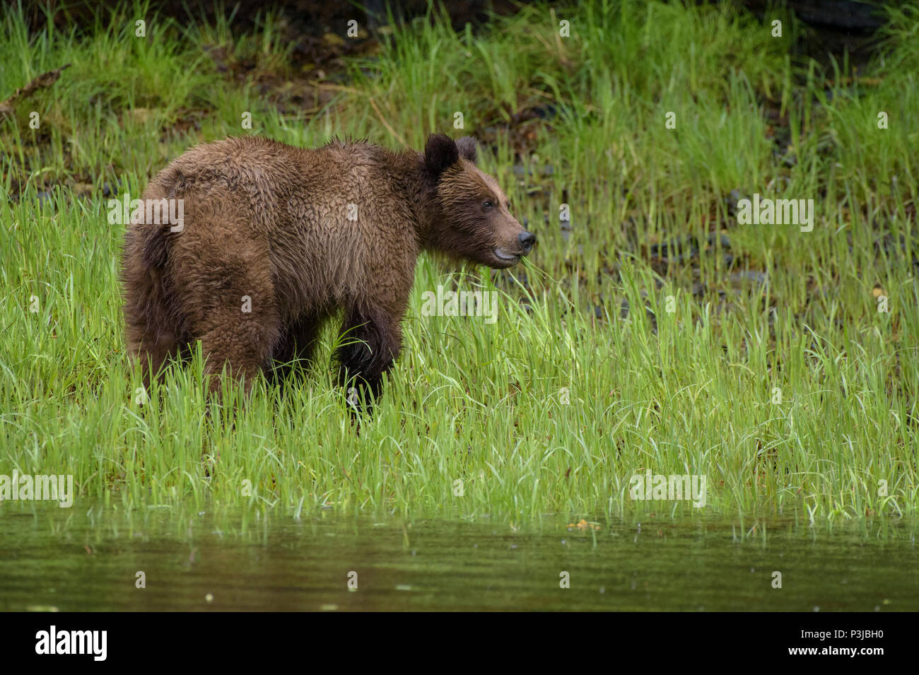 Braunbär, Grizzly (Ursus arctos) Jungen in der Das Khutzeymateen Grizzly Heiligtum, British Columbia, Kanada Stockfoto