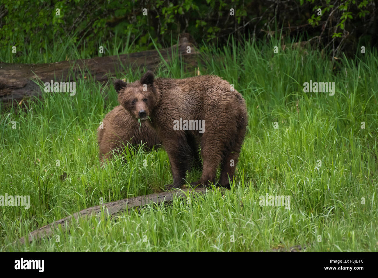 Braunbär, Grizzly (Ursus arctos) Jungen in der Das Khutzeymateen Grizzly Heiligtum, British Columbia, Kanada Stockfoto