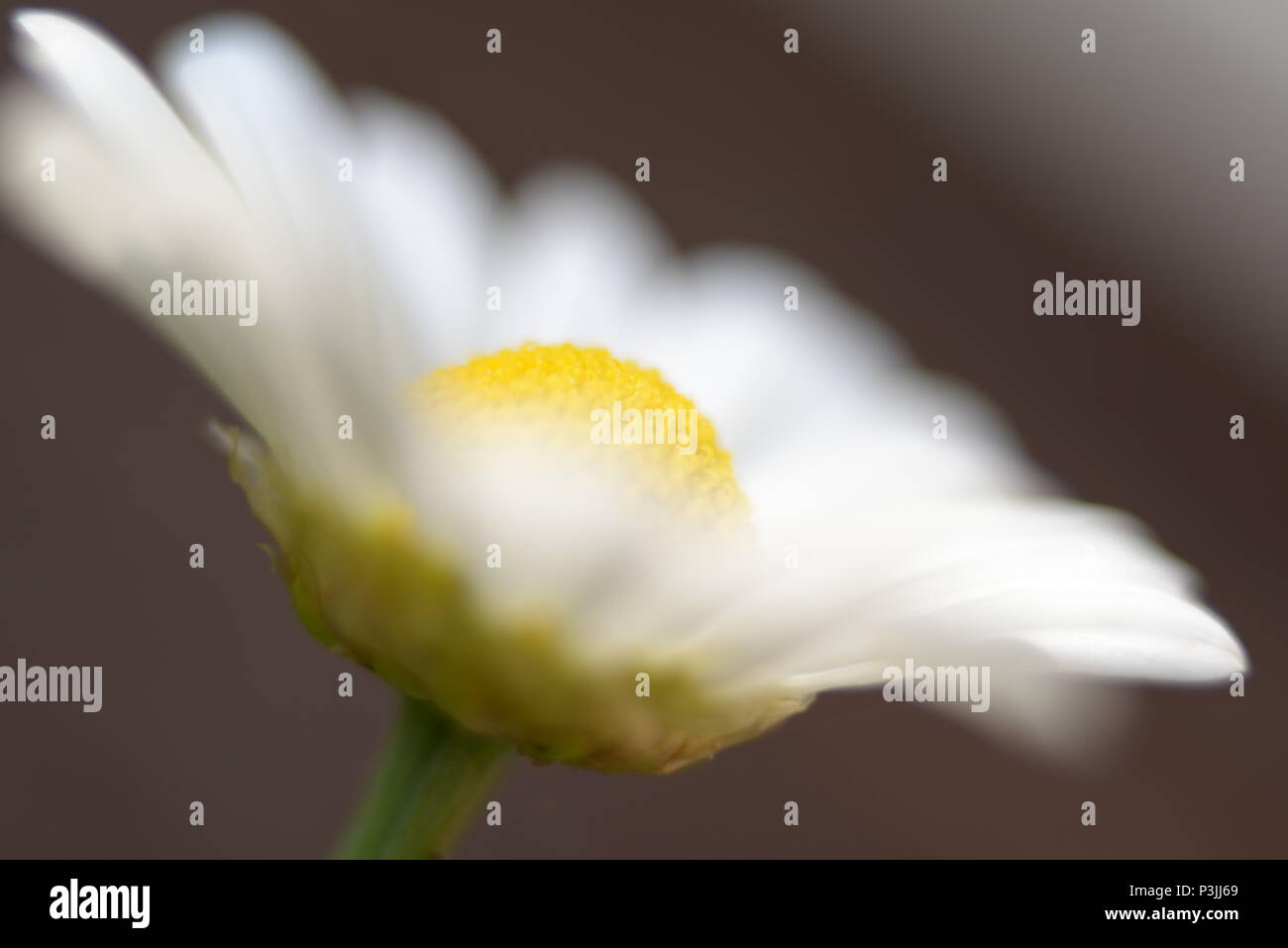 Extreme Nahaufnahme Makroaufnahme eines weißen daisy flower mit gelber Mitte. Es wird gedacht, um die Daisy ist rein und unschuldig, aber auf der Innenseite beschädigt Stockfoto