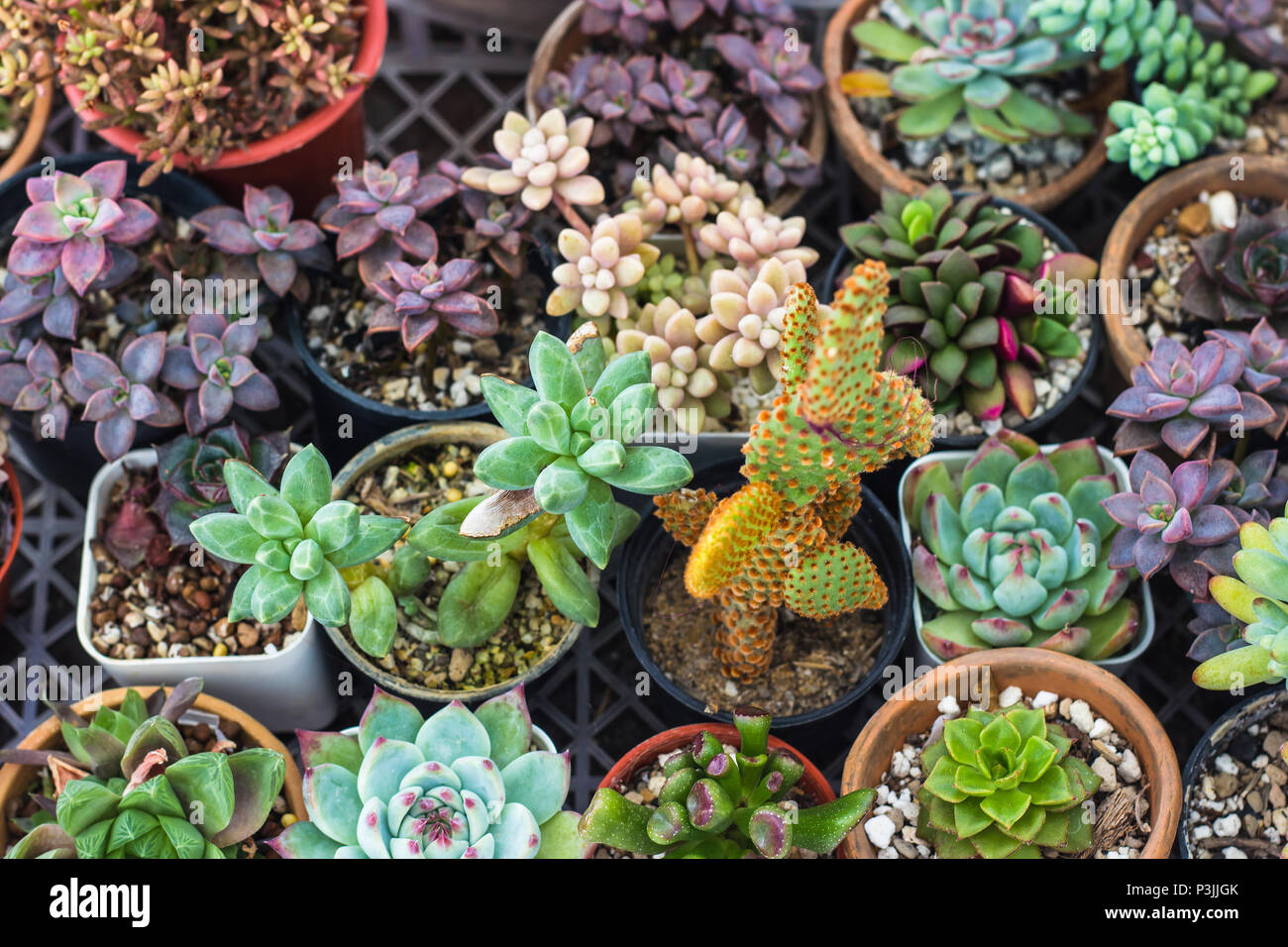 Sukkulenten kleiner garten Stockfotos und bilder Kaufen Alamy