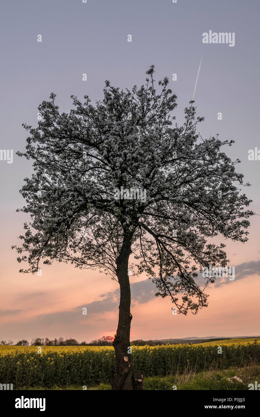 Weißen Baum Stockfoto