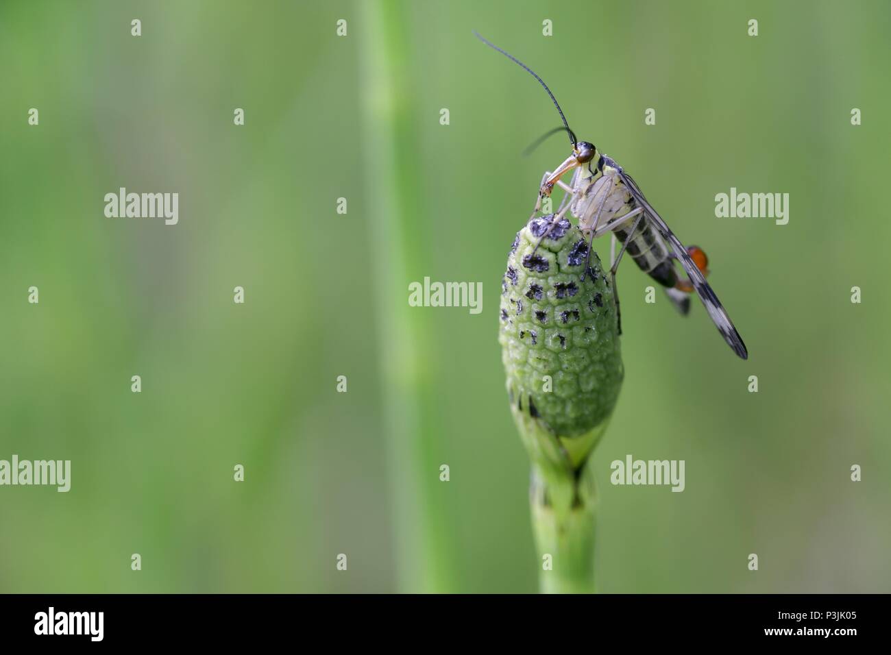 Panorpa communis, gemeinsame Scorpion fliegen Stockfoto