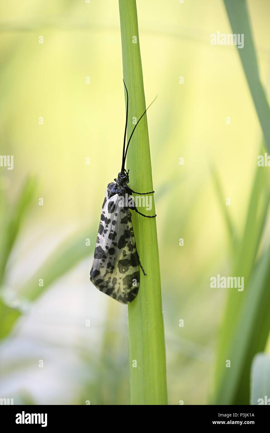 Caddisfly beschmutzt, auch Segge genannte fliegen und Rail-fliegen, Semblis phalaenoides Stockfoto