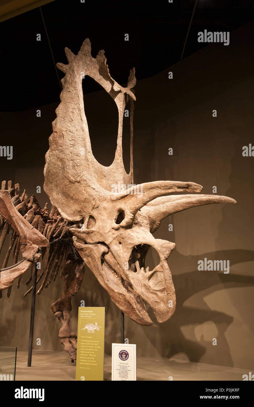 Pentaceratops Schädel ist 10,5 Meter hoch und ist das größte Landtier Schädel, der je gefunden wurde, Sam Noble Oklahoma Museum of Natural History, Norman, OK. Stockfoto