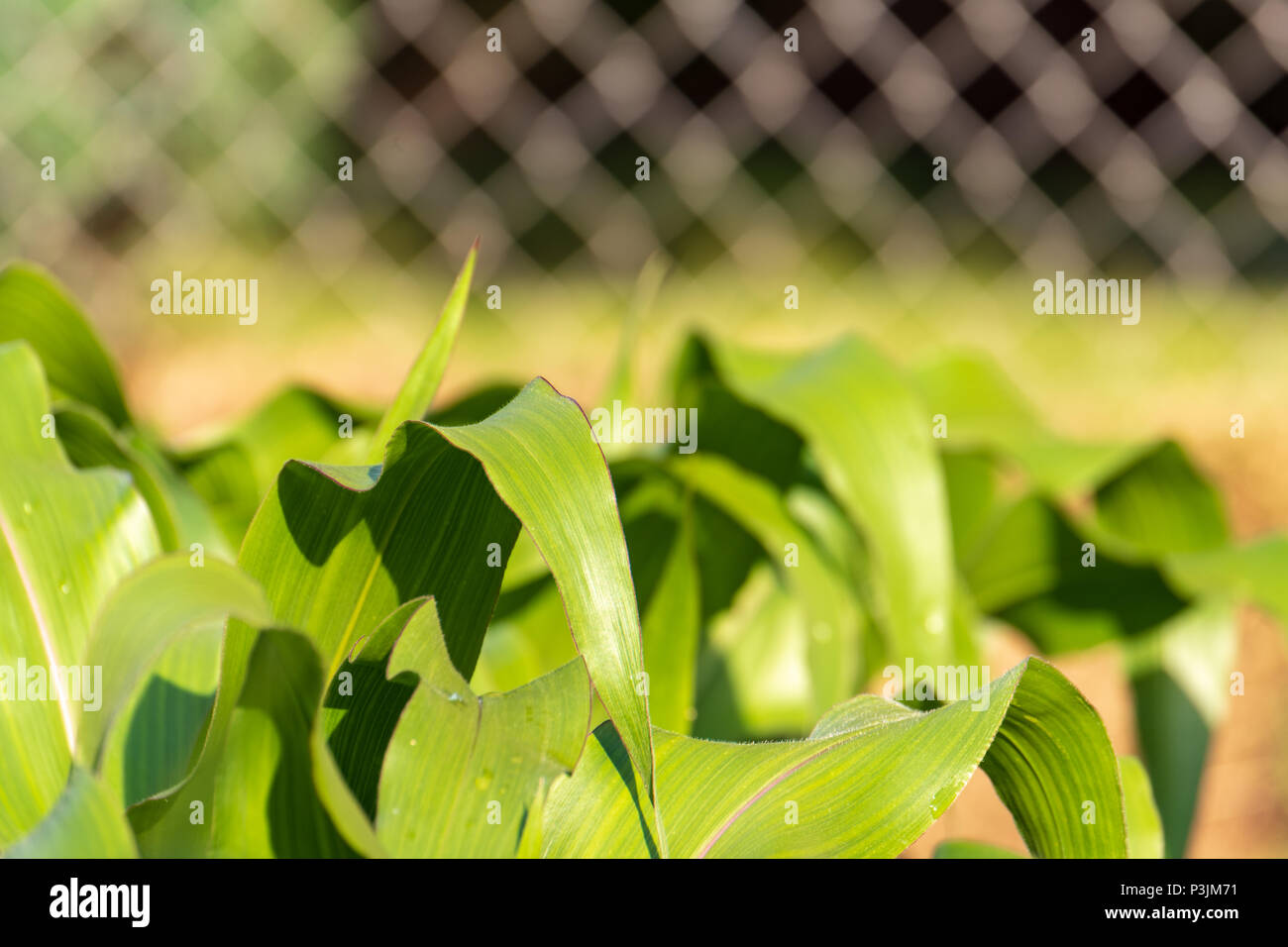 Mais in einem städtischen Heim Garten wachsen, neben einer Kette Zaun. Stockfoto