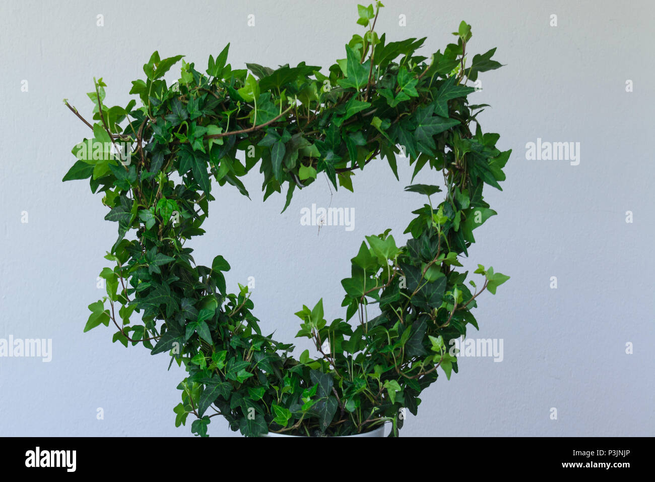 Efeu-Pflanze mit Herzform mit weien Hintergrund isoliert Stockfotografie -  Alamy