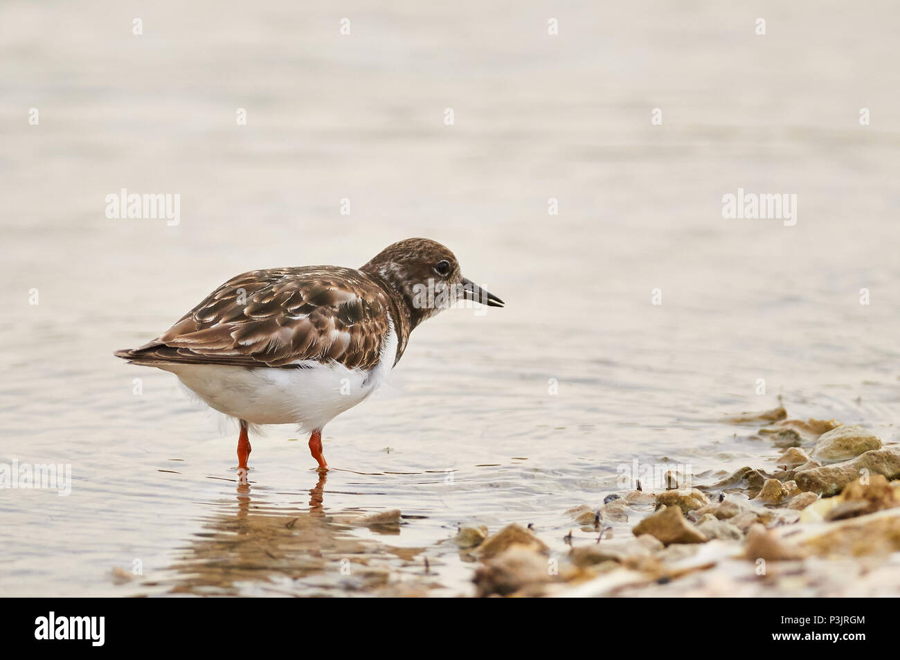Ruddy turnstone (Arenaria interpres) Ernährung in Estany des Peix marine Lagune Seashore in Ses Salines Naturpark (Formentera, Balearen, Spanien) Stockfoto