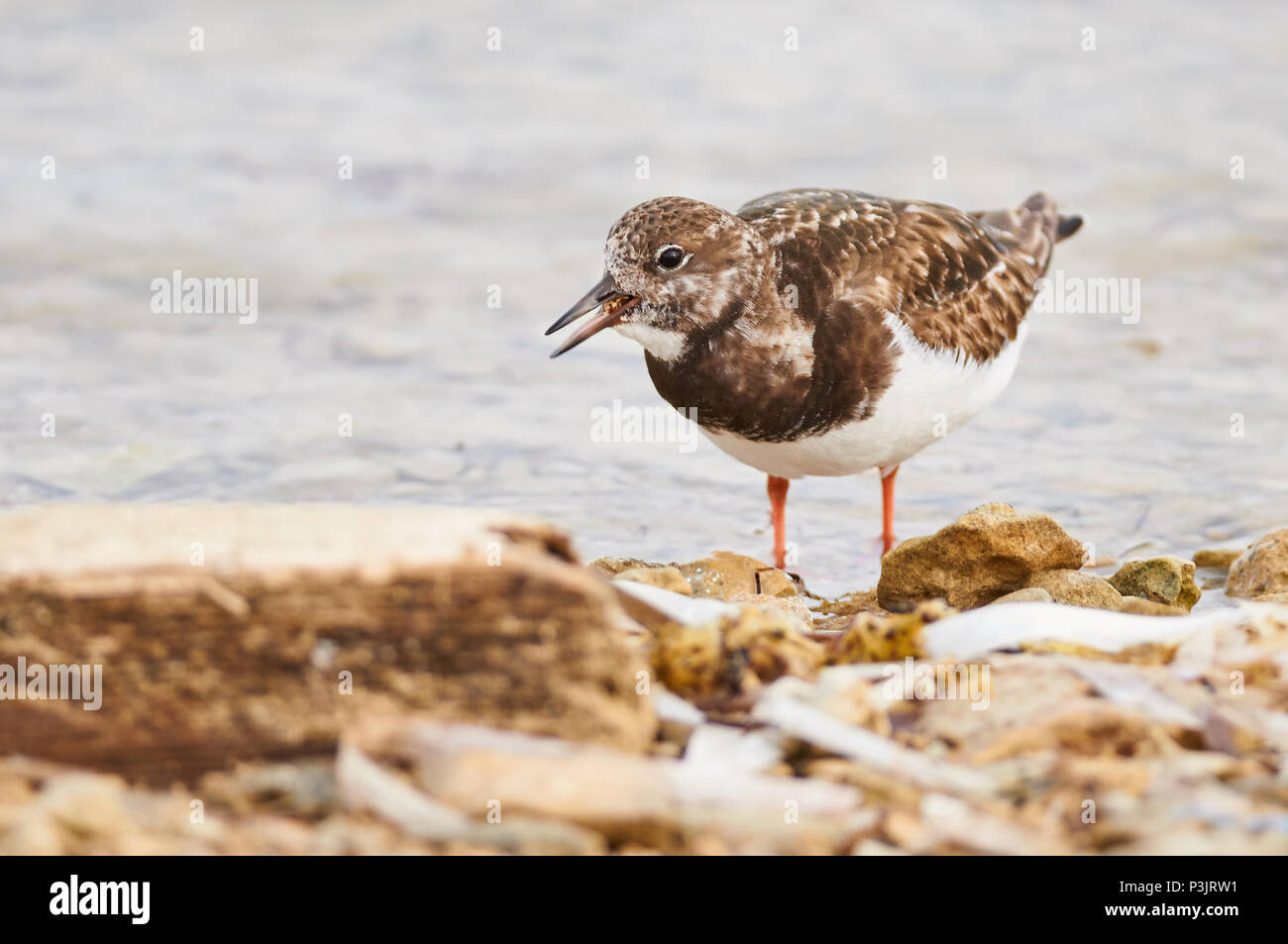 Ruddy turnstone (Arenaria interpres) Ernährung in Estany des Peix marine Lagune Seashore in Ses Salines Naturpark (Formentera, Balearen, Spanien) Stockfoto