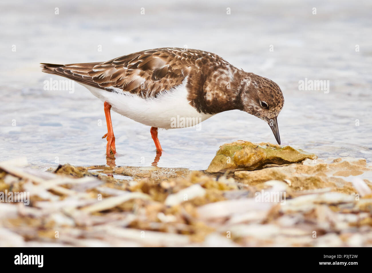 Ruddy turnstone (Arenaria interpres) Ernährung in Estany des Peix marine Lagune Seashore in Ses Salines Naturpark (Formentera, Balearen, Spanien) Stockfoto